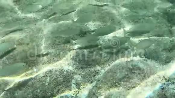 一组水鱼的水下慢镜头通常被称为梦幻鱼水水牛或视频的预览图