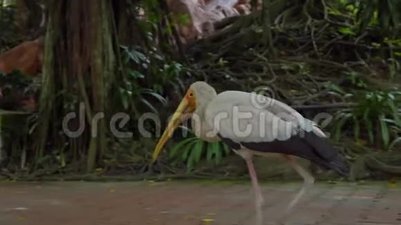 一只鸟公园的一只箭相机跟着一只黄色的鹳视频的预览图