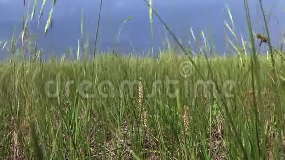 乌克兰草原草地和开花植物在风景公园的风中摇曳视频的预览图