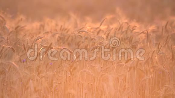 成熟的麦田在日落时被金色的阳光照亮准备收割的小麦农场农业背景视频的预览图