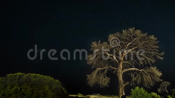 夜间干树映衬着夜空和动人的云彩视频的预览图