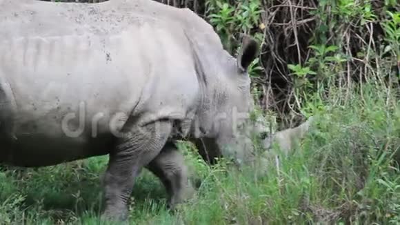 在肯尼亚的草地上散步和放牧两只犀牛视频的预览图
