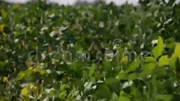 豆田配鲜大豆视频的预览图
