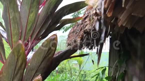 热带大雨丛林中一座古老的茅草屋周围是竹子和棕榈树淋浴视频的预览图