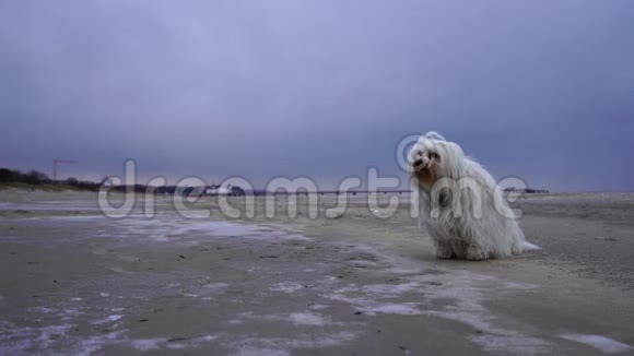 一只狗正坐在海滩上视频的预览图