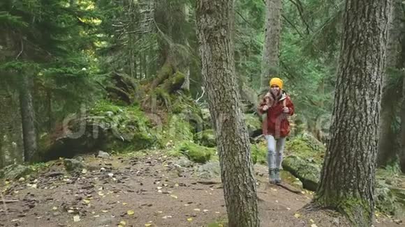 瘦女孩沿着小径走到针叶林的顶端高加索保护区的旅游业会接近视频的预览图