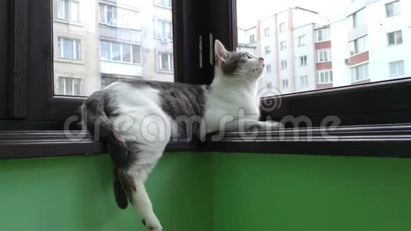 阳台上躺着一只灰色条纹斑猫视频的预览图