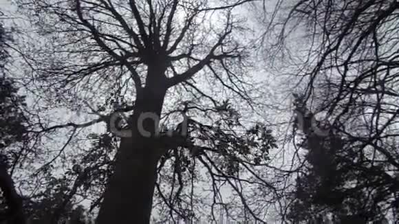 大气树木和风nrCrookhamNorthumberlandUk视频的预览图