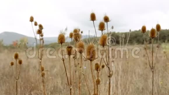 秋风中枯干的荆棘在风中摇曳平静祥和的风景视频的预览图