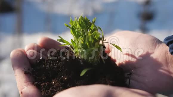 男人的手握着一点绿色的芽一个人手里拿着一颗带着黑土的发芽特写视频的预览图