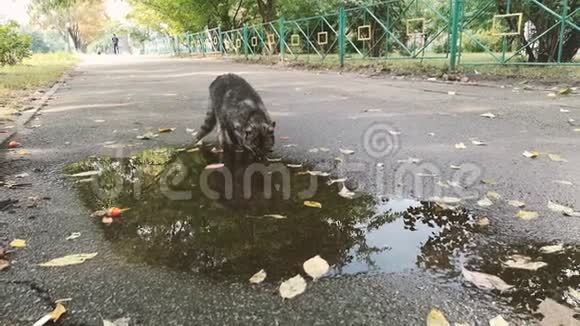 灰猫从街上的水坑里喝4K射击视频的预览图