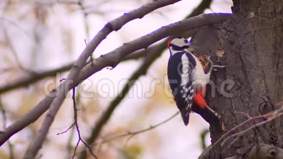 树干上的啄木鸟的鲜艳肖像严厉地打击了这棵树寻找天然害虫视频的预览图