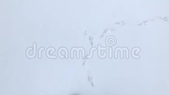 人脚在白雪覆盖的地面上行走视频的预览图