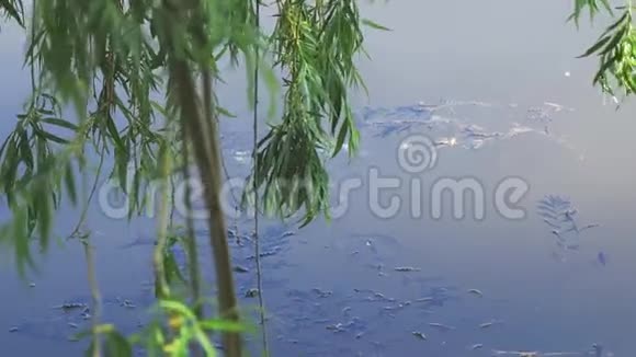 在湖边垂柳树的树荫下视频的预览图