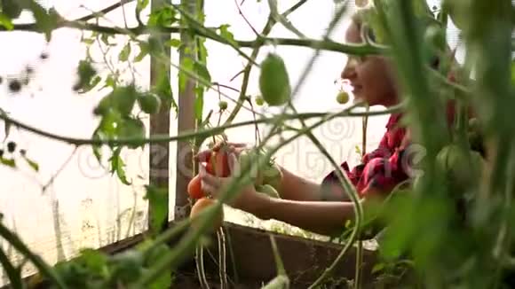 一个女农民在温室里收割持有蔬菜的农民番茄有机收获农产品食品视频的预览图