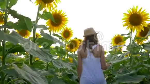 收获少女行走在一排排向日葵之间享受阳光下田野的美丽视频的预览图