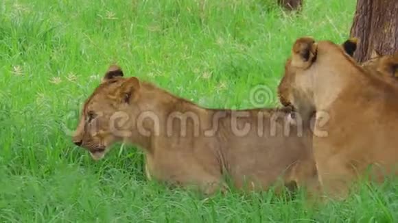 非洲狮子靠近视频的预览图
