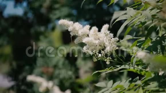 开花的山灰蜜蜂绕着花飞视频的预览图