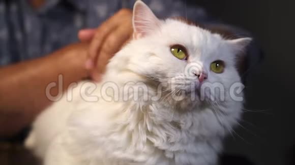 老奶奶在家里抚摸着白色的毛茸茸的猫有皱纹的手抚摸着家里毛茸茸的宠物爱关怀家庭视频的预览图
