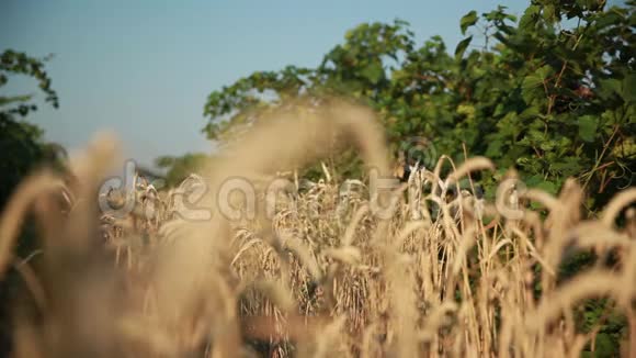小麦的耳朵31视频的预览图