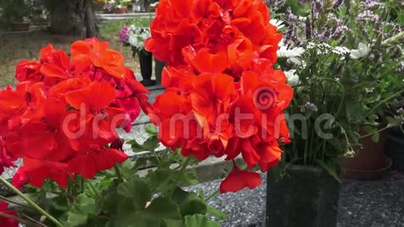 红花坟墓上的花视频的预览图