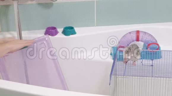 一个年轻的女人照顾一只宠物用水在水龙头下洗一个平底锅打扫浴室里的笼子一只老鼠一只老鼠视频的预览图