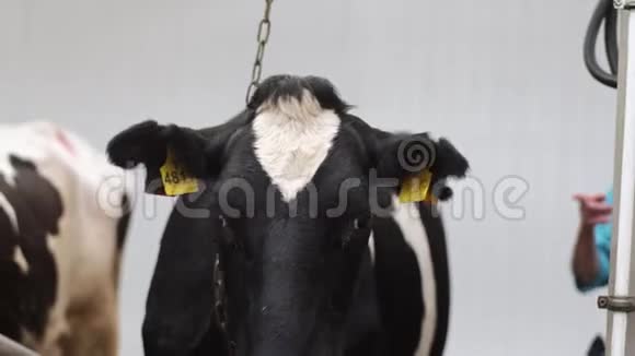 奶牛站在白摊上的干草上嚼着现代的农场视频的预览图