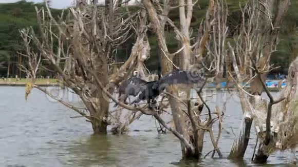 巨大的鸟拍打着翅膀坐在被淹树干枝上视频的预览图