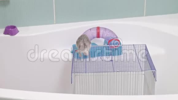 一个年轻的女人照顾一只宠物在水龙头下用水冲洗一个迷宫在浴室里清理一个笼子一只啮齿动物一只老鼠视频的预览图