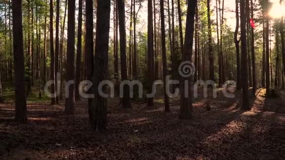 阳光充足的松林视频的预览图