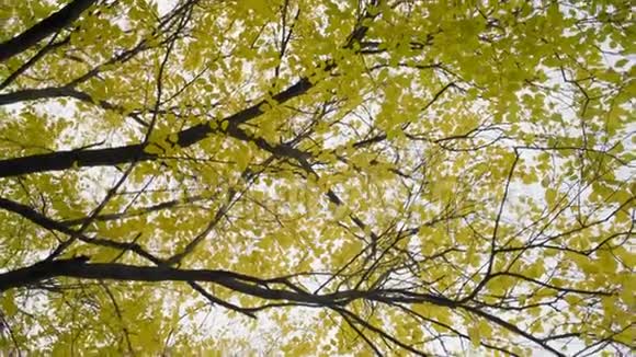秋天天空背景下森林中一棵树上美丽的黄叶旋转视频的预览图