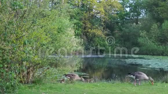春天在湖边快乐的雁家人视频的预览图