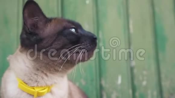 漂亮的蓝眼睛猫在衣领上坐在乡下的木墙上视频的预览图