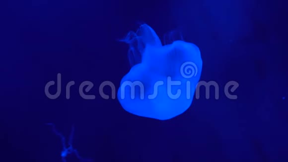 蓝色背景下的荧光水母慢动作视频的预览图