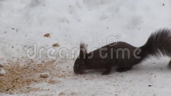 松鼠在雪地里觅食视频的预览图
