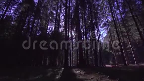 下午森林里高大的树木中间有阳光阳光视频的预览图