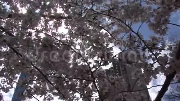 纽约的樱花树视频的预览图