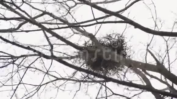 早春在枫树顶端的乌鸦小枝窝在日光下从下面看电视视频的预览图