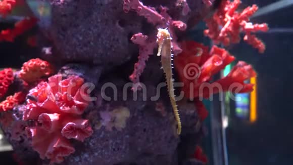 令人惊叹的热带珊瑚海马特写视频的预览图