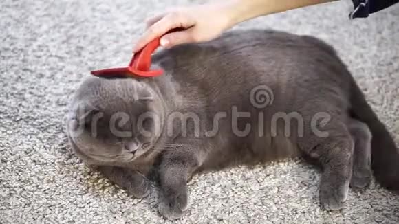 苏格兰折叠猫在框架中一只用红色梳子梳理猫的手视频的预览图