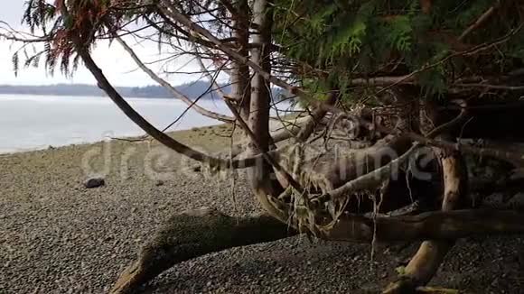 秋天的雪松和干燥的海带视频的预览图