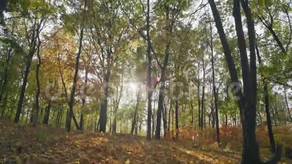 秋天森林中从树木到地球的黄莺运动视频的预览图
