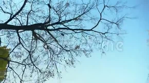 在蓝天背景下用相机慢慢地移动着多莉的树顶视频的预览图