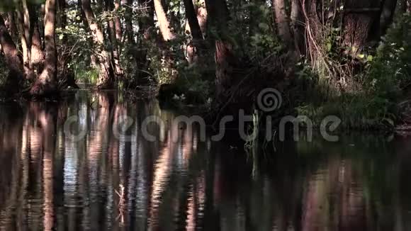 在沼泽里玩光南部地区奥尔德是红色的视频的预览图