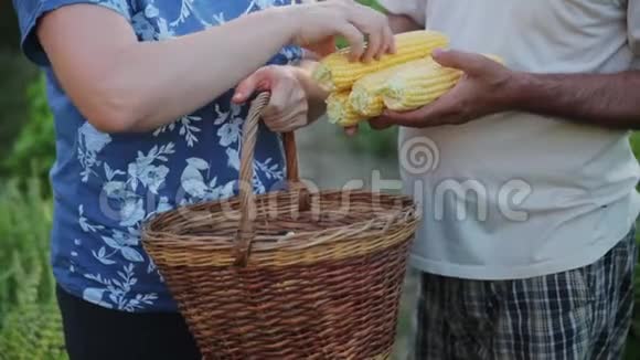 收割小庄稼的农民的手男人拿着几个玉米头女人拿着一个逃跑的视频的预览图