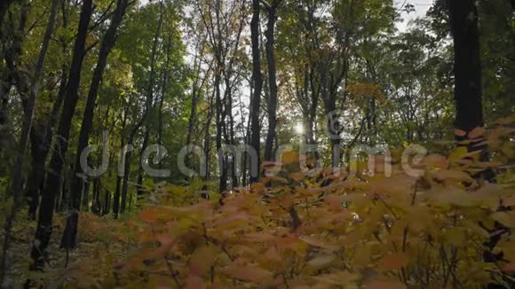 太阳的光辉穿过秋天的森林视频的预览图