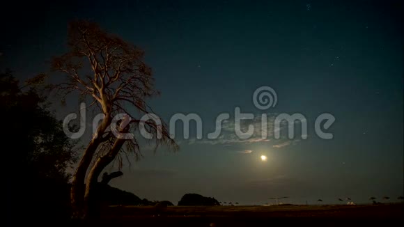 夜间干树映衬着夜空和动人的云彩视频的预览图