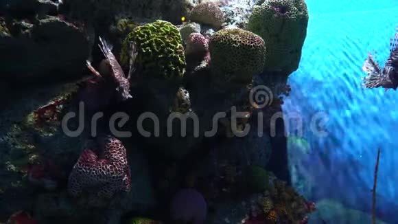 水族馆珊瑚礁背景下的几只狮子鱼田鼠视频的预览图