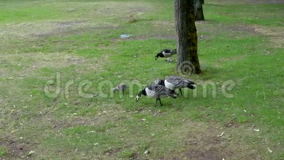 加拿大的鹅和小鸡在公园里啄着青草和虫子在地上视频的预览图