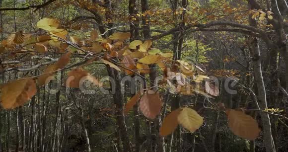 秋天被风吹动的树叶近景视频的预览图